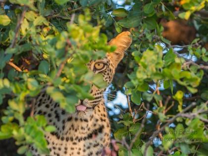 Leopard-8-Timbavati-Wildlife-Wide