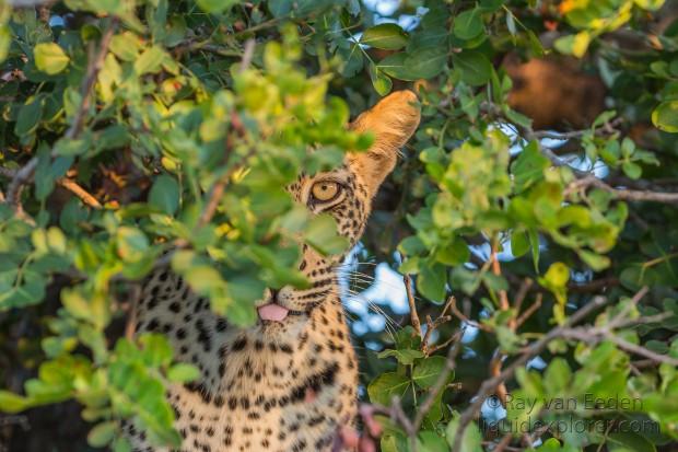 Leopard-8-Timbavati-Wildlife-Wide