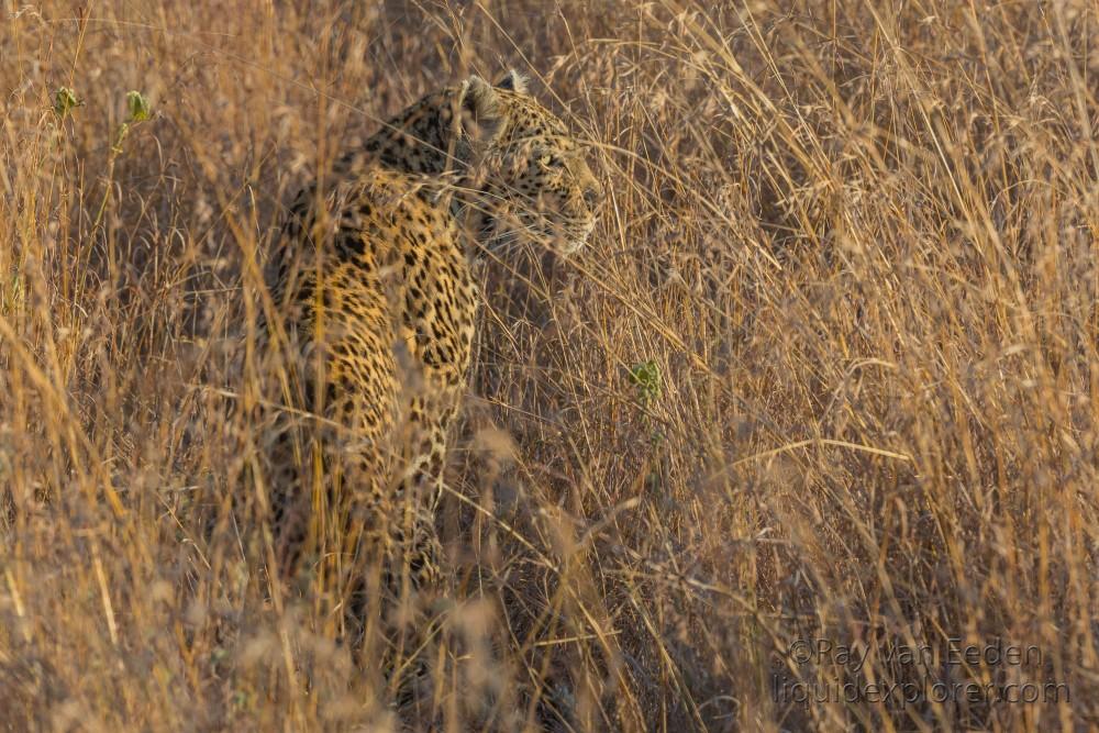 Leopard-86-Sabi-Sand-Wildlife-Wide