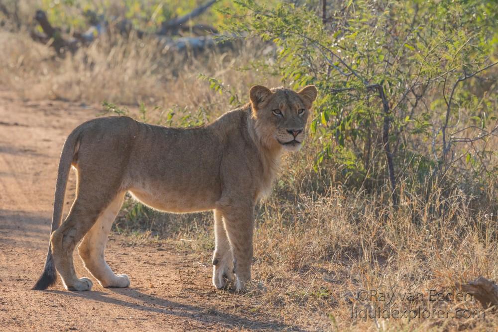 Lion-1-Timbavati-Wildlife-Wide