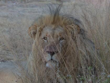 Lion-14-Entabeni-Wildlife-Wide