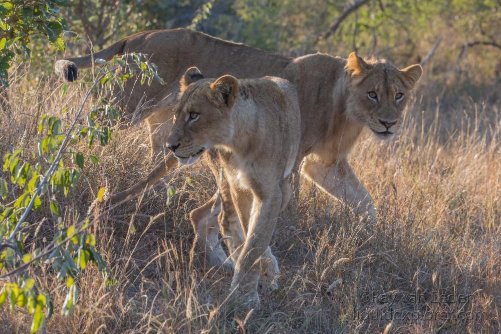 Lion-2-Timbavati-Wildlife-Wide