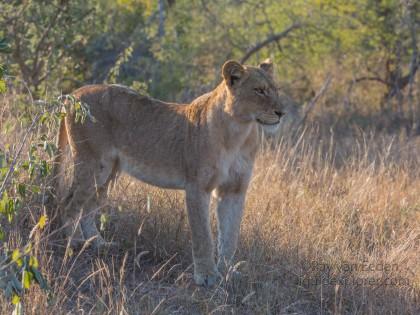 Lion-4-Timbavati-Wildlife-Wide