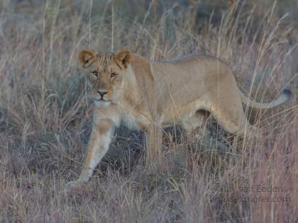 Lion-8-Entabeni-Wildlife-Wide
