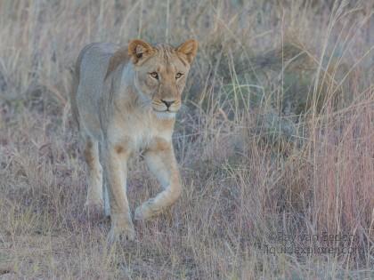 Lion-9-Entabeni-Wildlife-Wide