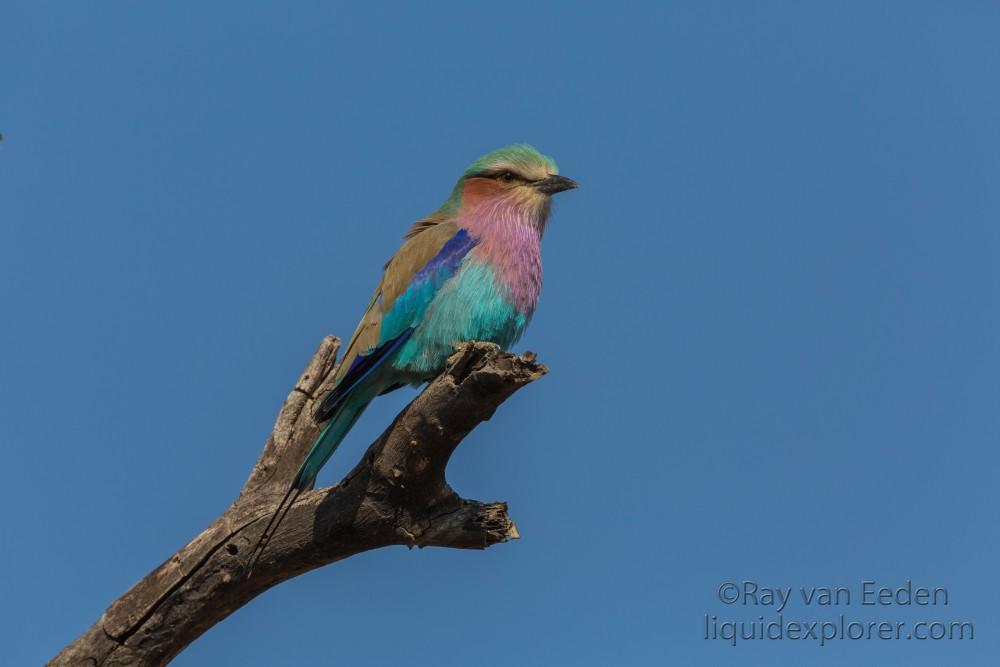 Lylac-Roller-1-Sabi-Sand-Wildlife-Wide