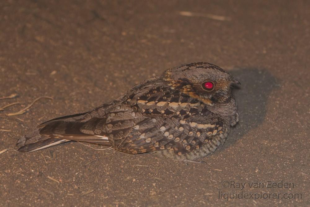 Nightjar-2-Sabi-Sand-Wildlife-Wide