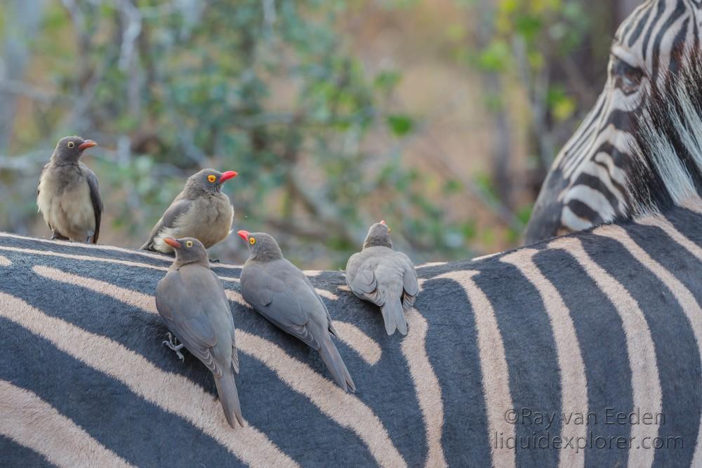 Oxpeckers-2-Sabi-Sand-Wildlife-Wide