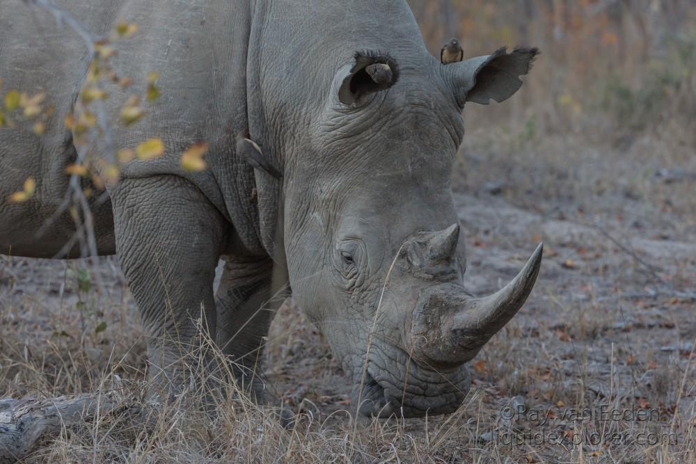 Rhino-11-Sabi-Sand-Wildlife-Wide