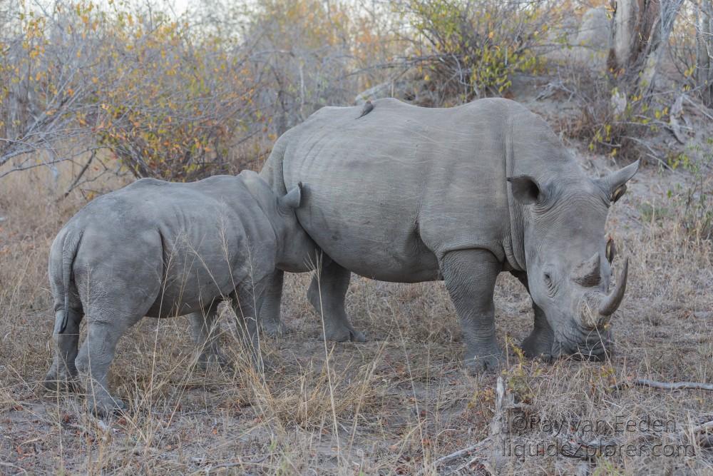 Rhino-13-Sabi-Sand-Wildlife-Wide