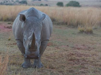 Rhino-3-Entabeni-Wildlife-Wide.