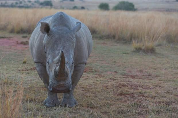 Rhino-3-Entabeni-Wildlife-Wide.
