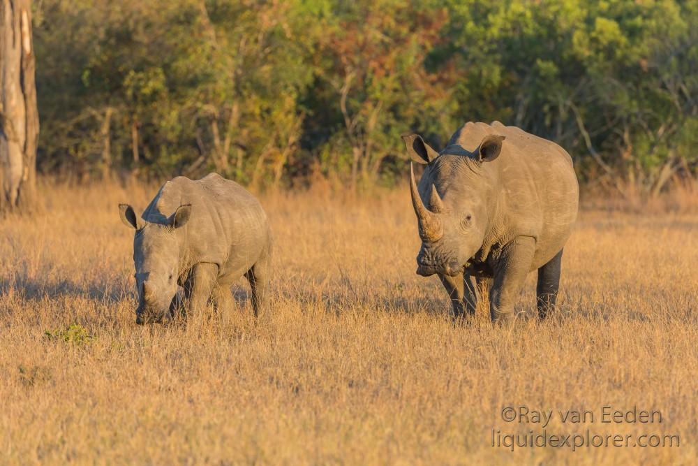 Rhino-3-Sabi-Sand-Wildlife-Wide