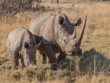 Rhino-5-Entabeni-Wildlife-Wide