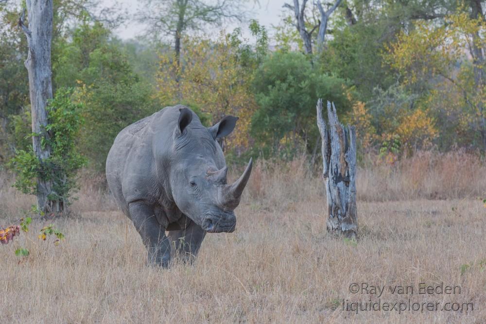 Rhino-6-Sabi-Sand-Wildlife-Wide