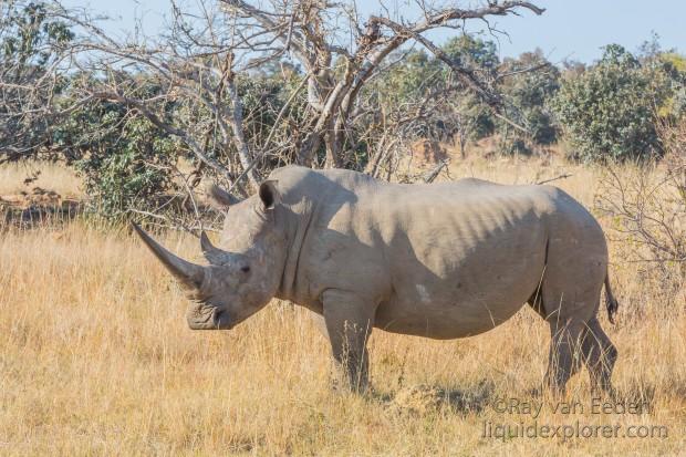 Rhino-7-Entabeni-Wildlife-Wide