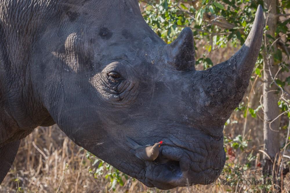 Rhino-9-Sabi-Sand-Wildlife-Wide