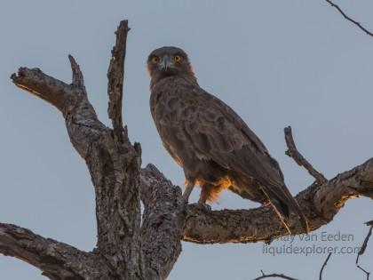 Sanke-Eagle-2-Timbavati-Wildlife-Wide