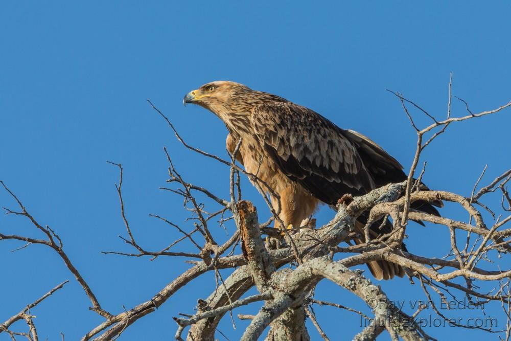 Snake-Eagle-1-Sabi-Sand-Wildlife-Wide