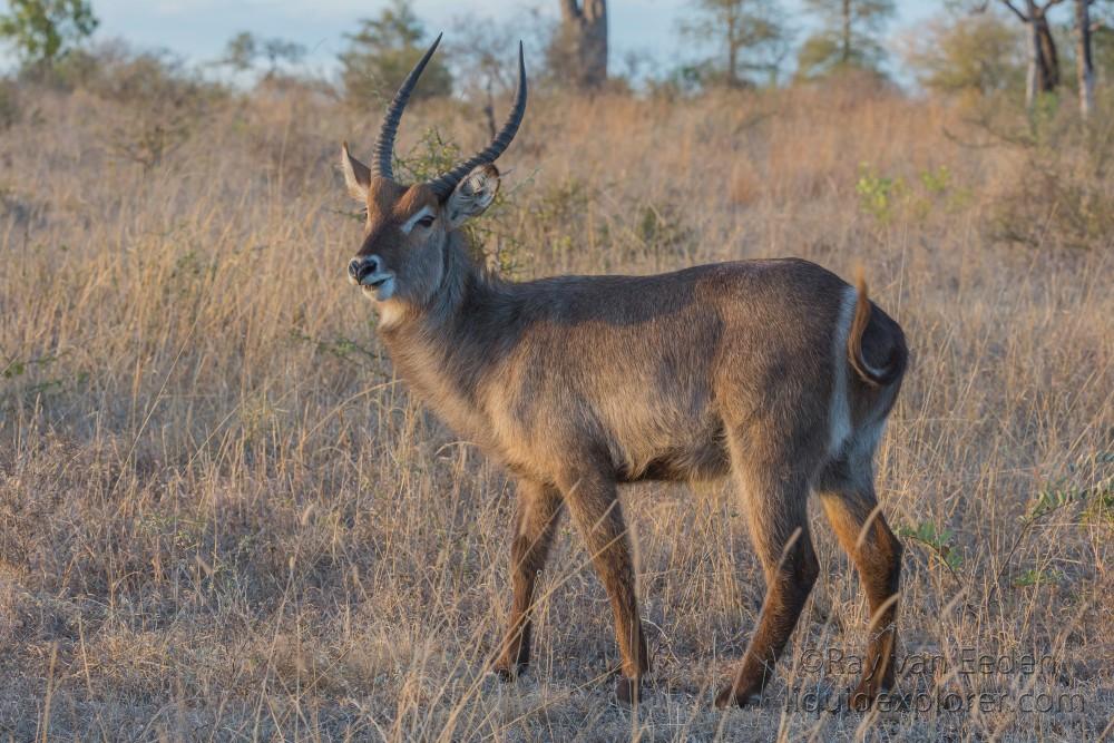 Waterbuck-1-Sabi-Sand-Wildlife-Wide