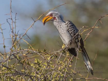 Yellow-Hornbill-1-Timbavati-Wildlife-Wide