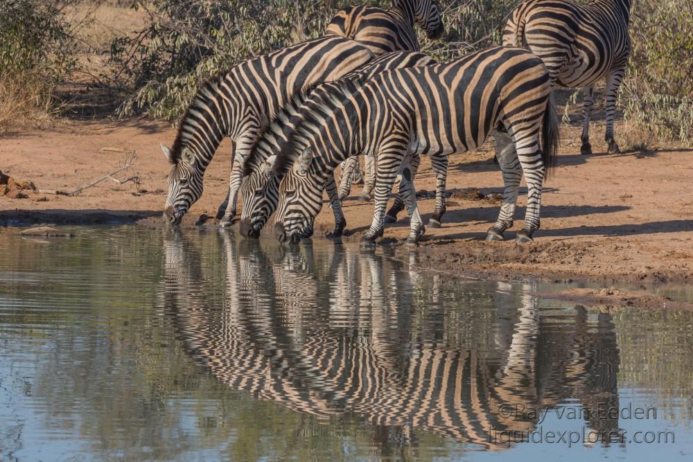 Zebra-2-Timbavati-Wildlife-Wide