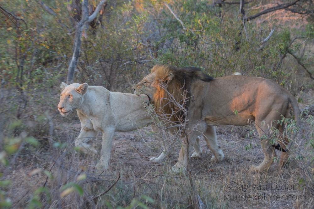 Lion-10-Timbavati-Wildlife-Wide