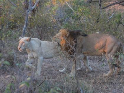Lion-10-Timbavati-Wildlife-Wide