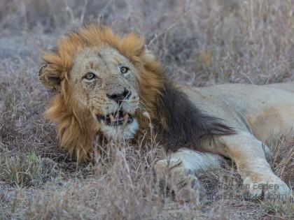 Lion-15-Timbavati-Wildlife-Wide