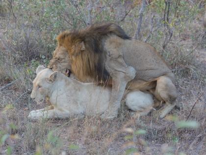 Lion-5-Timbavati-Wildlife-Wide