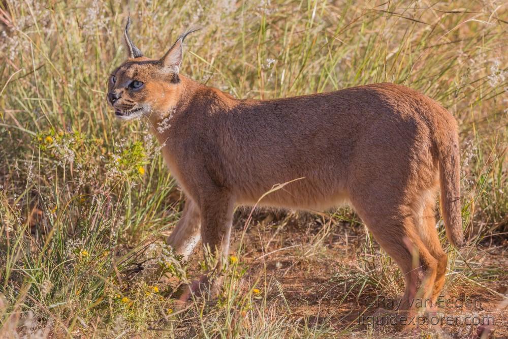 Caracal – 4 – Naankuse – Wildlife Wide