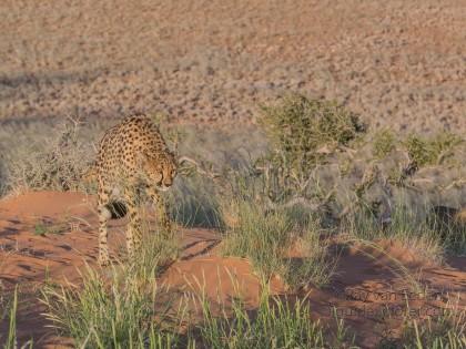Cheetah – 10 – Kanaan – Wildlife Wide