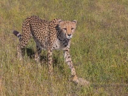 Cheetah – 10 – Naankuse – Wildlife Wide