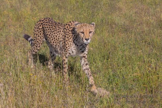Cheetah – 10 – Naankuse – Wildlife Wide