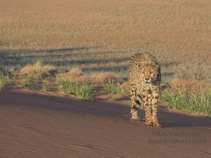 Cheetah – 11 – Kanaan – Wildlife Wide