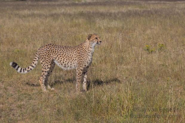 Cheetah – 11 – Naankuse – Wildlife Wide