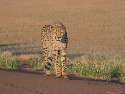 Cheetah – 12 – Kanaan – Wildlife Wide