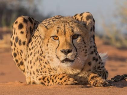 Cheetah – 14 – Kanaan – Wildlife Wide