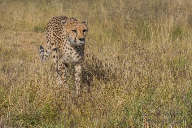 Cheetah – 15 – Naankuse – Wildlife Wide