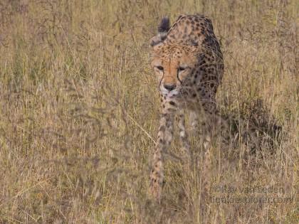 Cheetah – 16 – Naankuse – Wildlife Wide