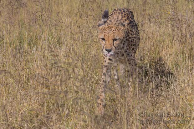 Cheetah – 16 – Naankuse – Wildlife Wide