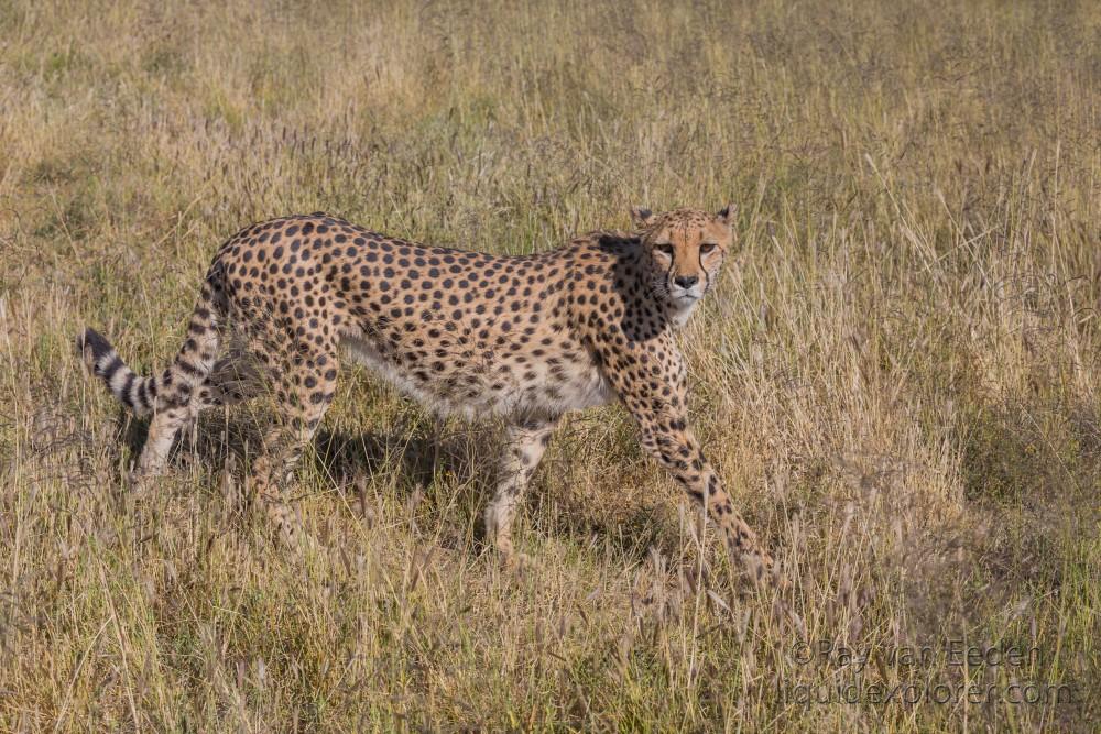 Cheetah – 17 – Naankuse – Wildlife Wide
