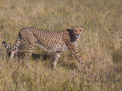 Cheetah – 17 – Naankuse – Wildlife Wide