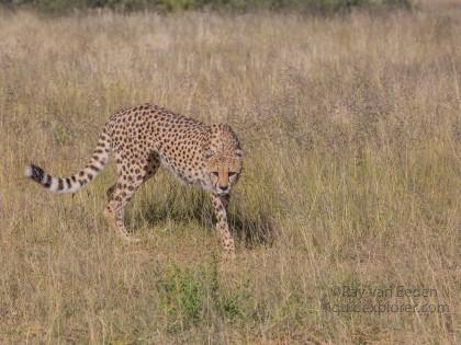Cheetah – 18 – Naankuse – Wildlife Wide