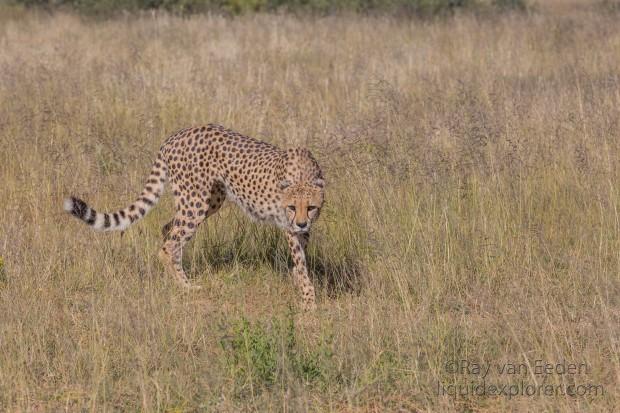 Cheetah – 18 – Naankuse – Wildlife Wide