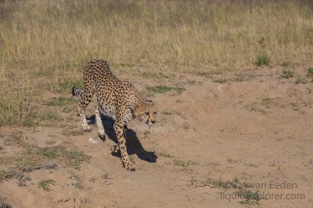 Cheetah – 20 – Naankuse – Wildlife Wide