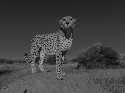 Cheetah – 28 – Naankuse – Wildlife Wide