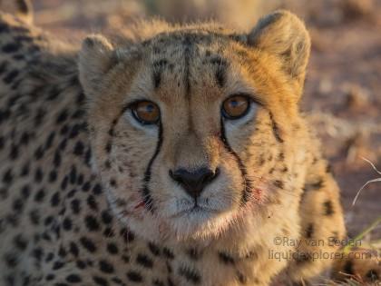 Cheetah – 3 – Kanaan – Wildlife Wide