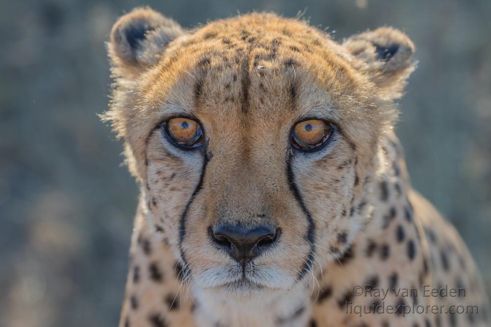 Cheetah – 3 – Naankuse – Wildlife Wide