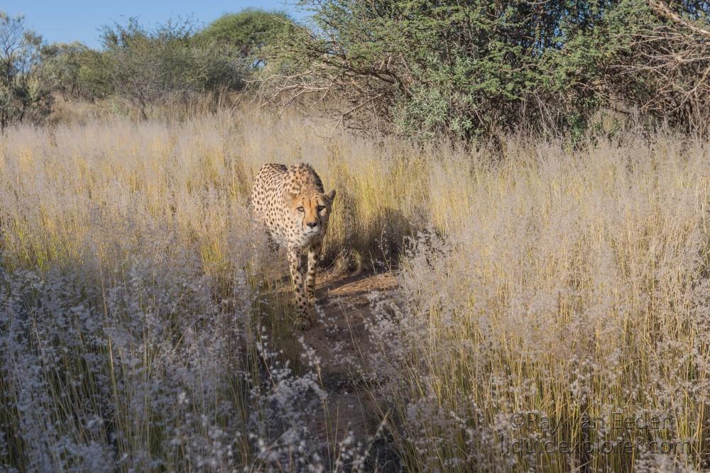 Cheetah – 31 – Naankuse – Wildlife Wide